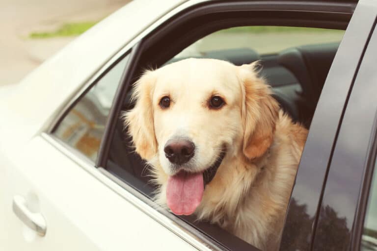 Home Sweet Home Pet Sitting and Dog Walking Home Sweet Home Pet